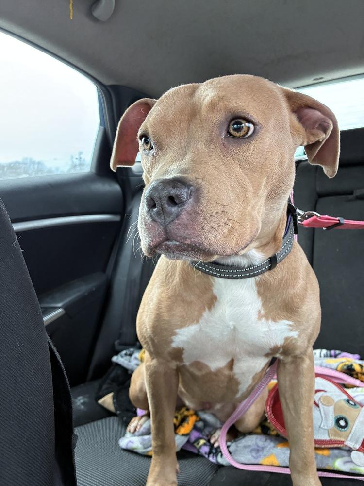 Enlarge Joyful Jacey, an adopted American Bully in Randolph, MA image 3/4