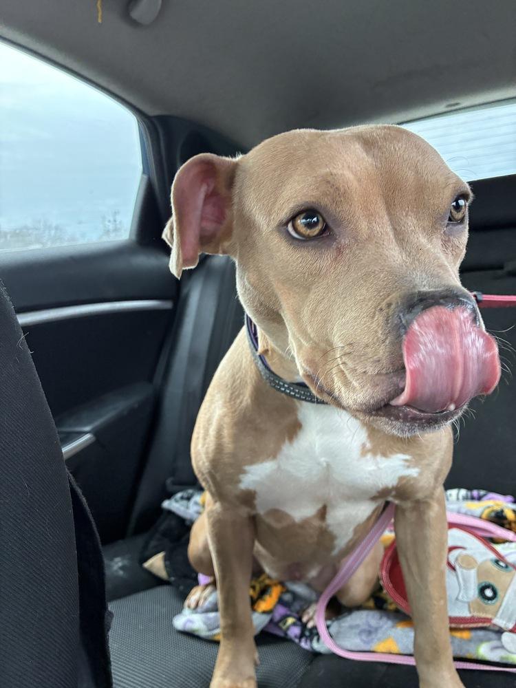 Enlarge Joyful Jacey, an adopted American Bully in Randolph, MA image 4/4