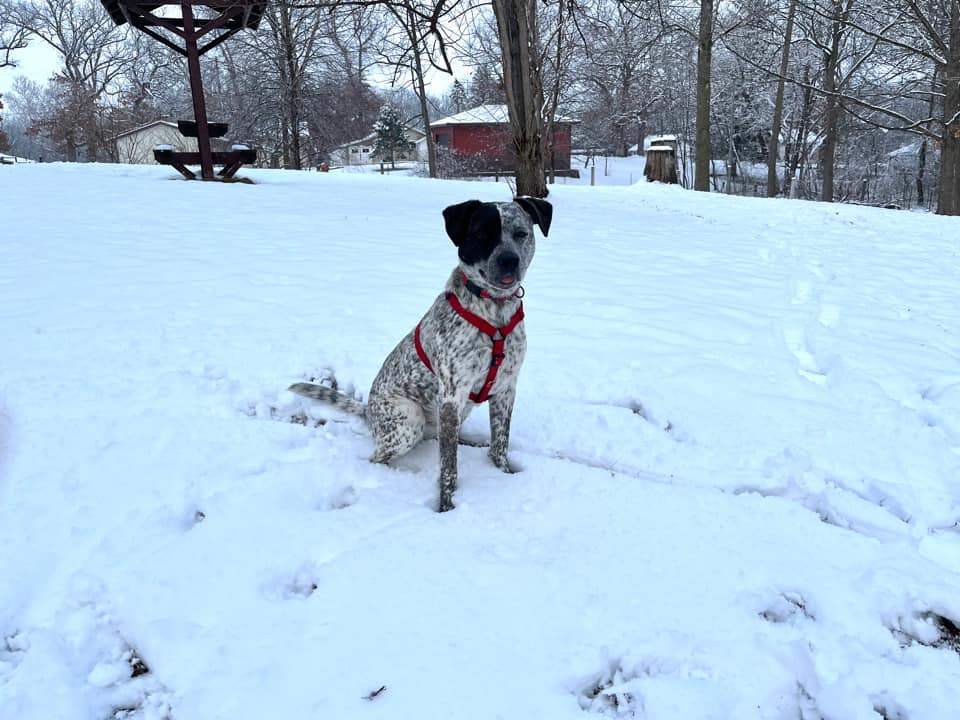 Maya, Adoptable, Adult Female Cattle Dog.