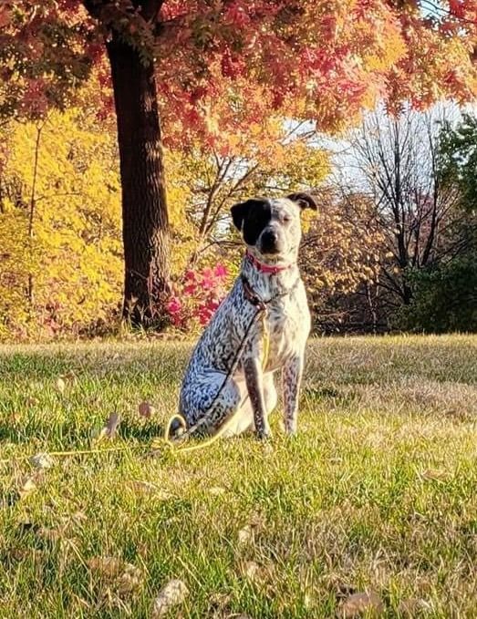 Maya, a Adoptable mixed breed in Geneseo, IL image 3/13
