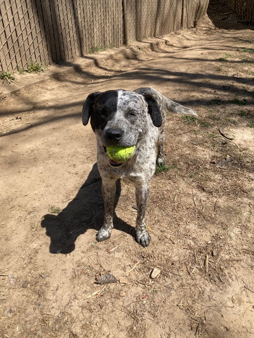 Maya, a Adoptable mixed breed in Geneseo, IL image 4/13