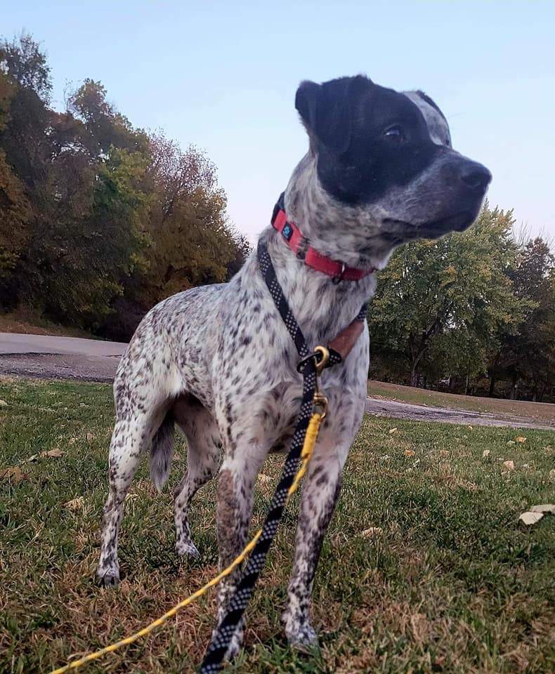Maya, a Adoptable mixed breed in Geneseo, IL image 5/13