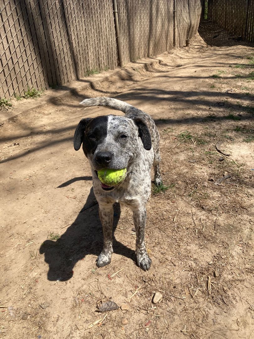 Maya, a Adoptable mixed breed in Geneseo, IL image 6/13