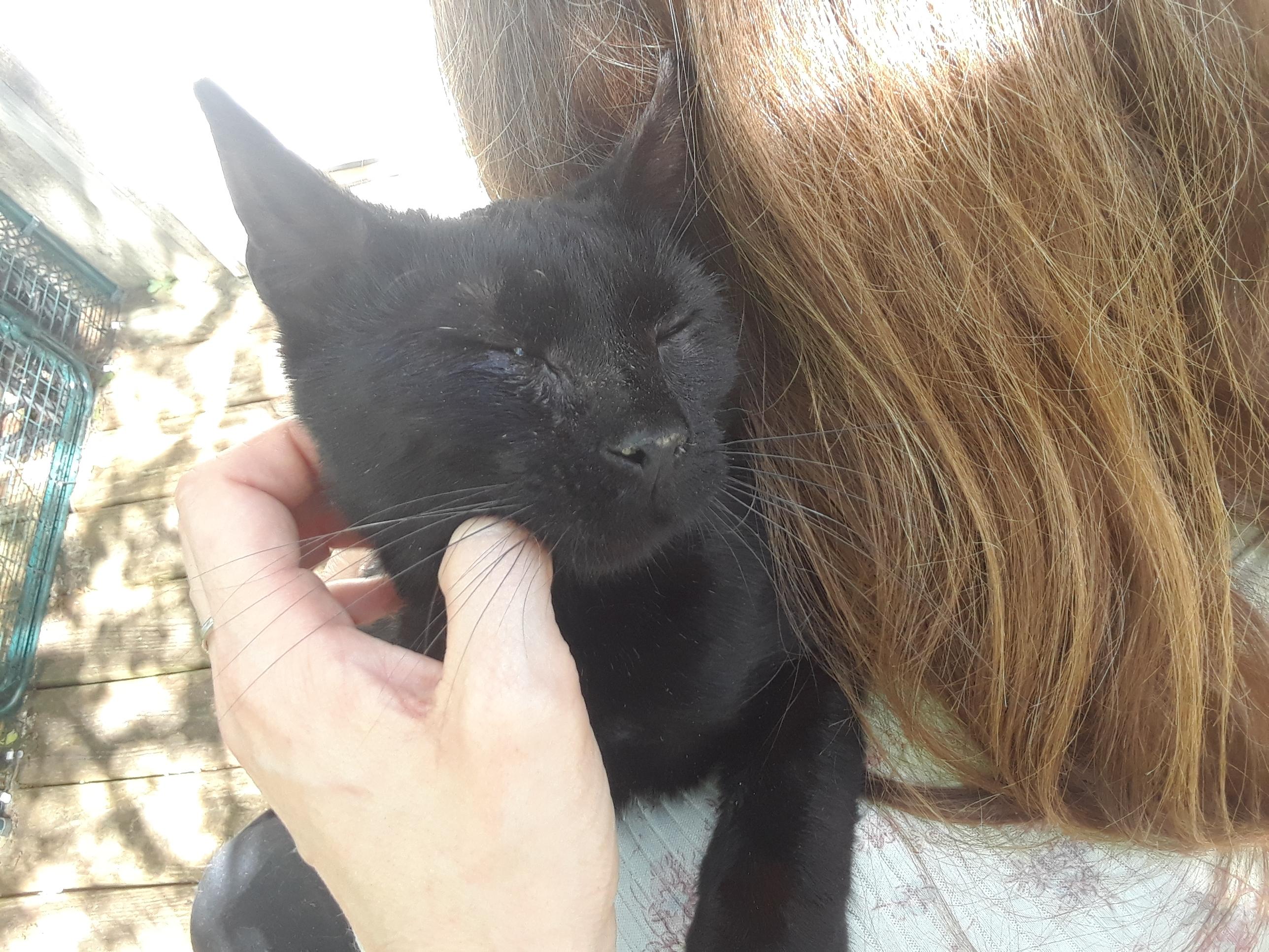 Enlarge Dunkin, a ADOPTABLE Domestic Short Hair in Millerton, PA image 5/6