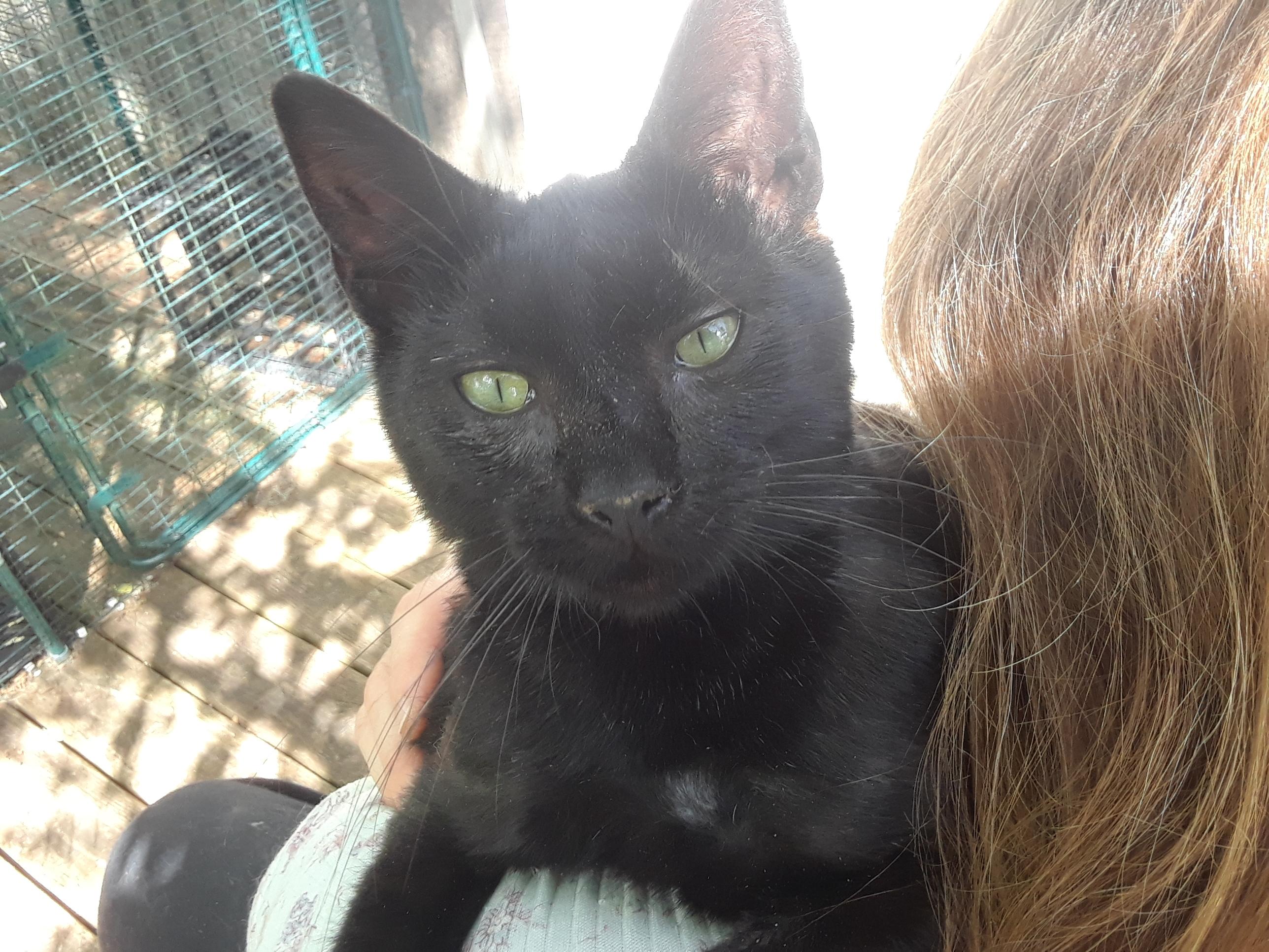 Enlarge Dunkin, a ADOPTABLE Domestic Short Hair in Millerton, PA image 6/6