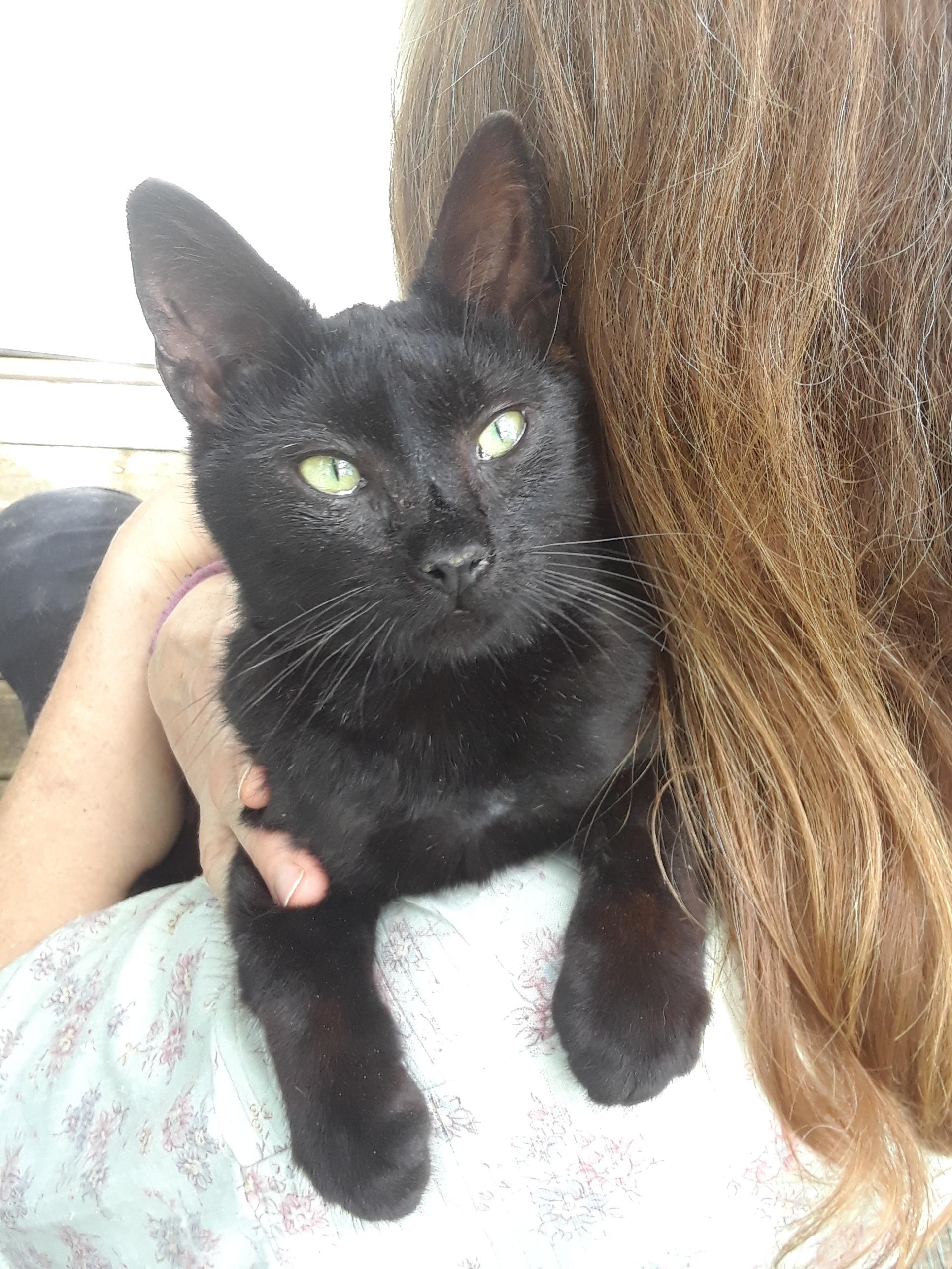 Enlarge Dunkin, a ADOPTABLE Domestic Short Hair in Millerton, PA image 3/6
