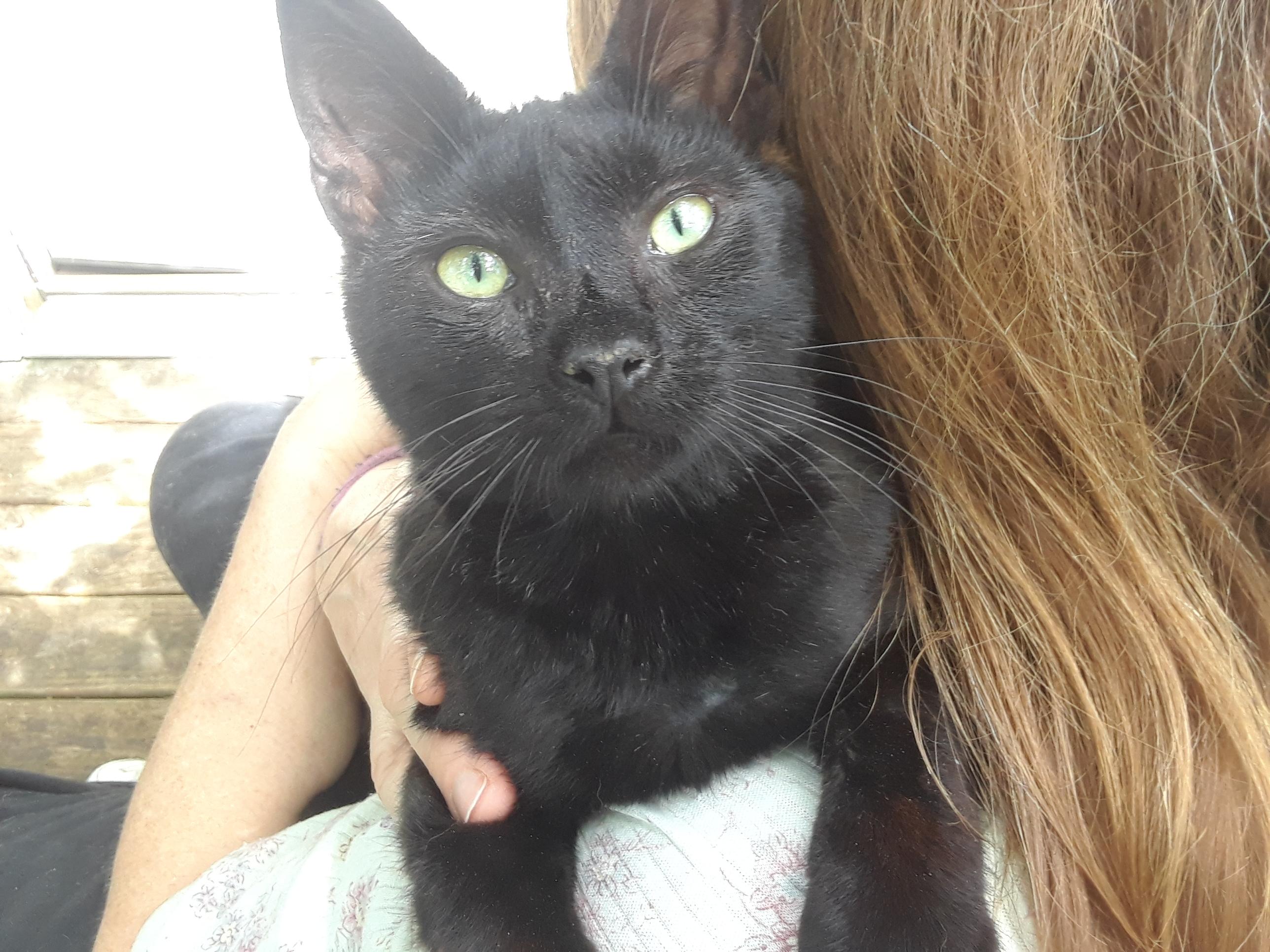 Enlarge Dunkin, a ADOPTABLE Domestic Short Hair in Millerton, PA image 1/6