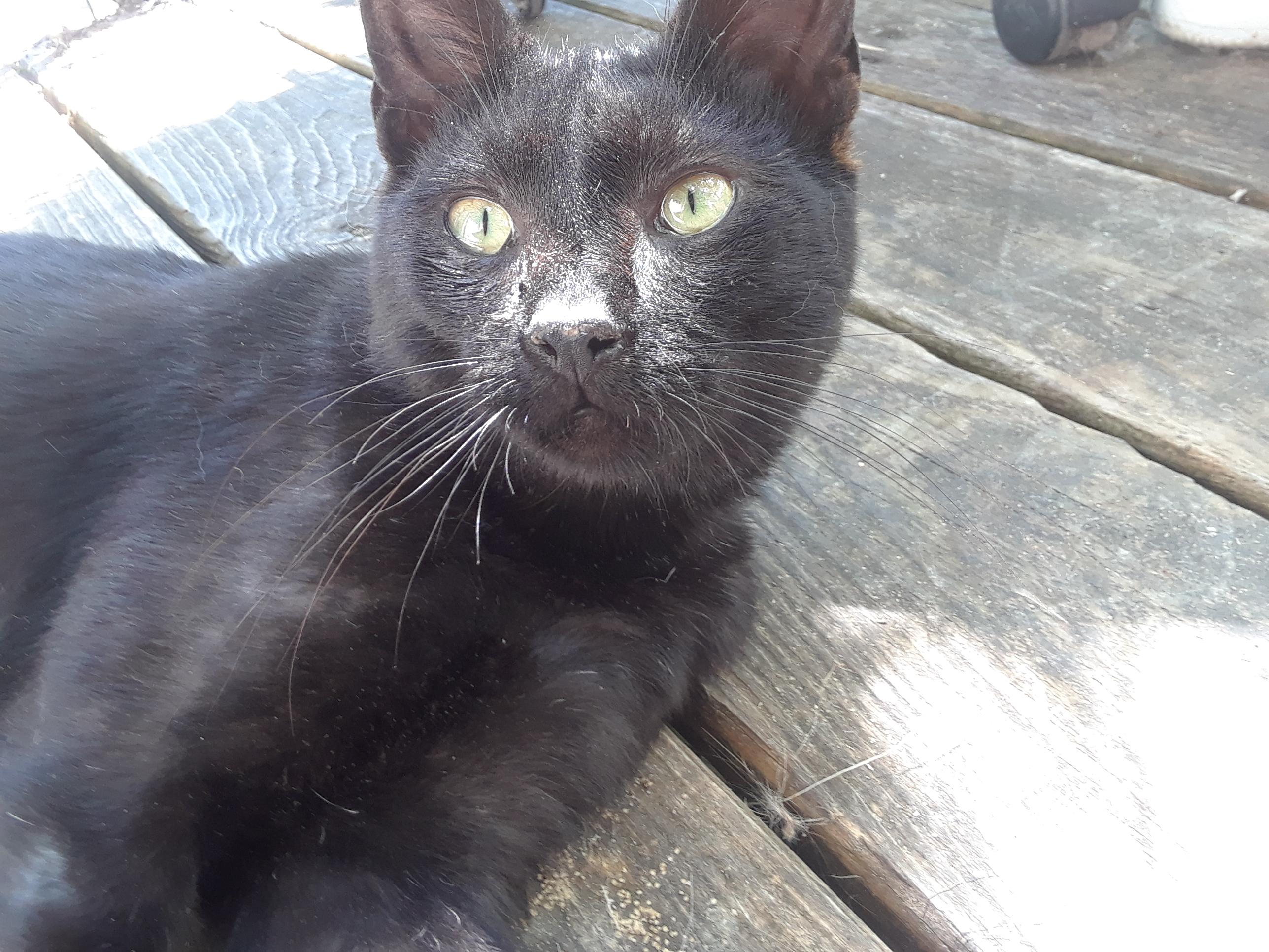 Enlarge Dunkin, a ADOPTABLE Domestic Short Hair in Millerton, PA image 4/6