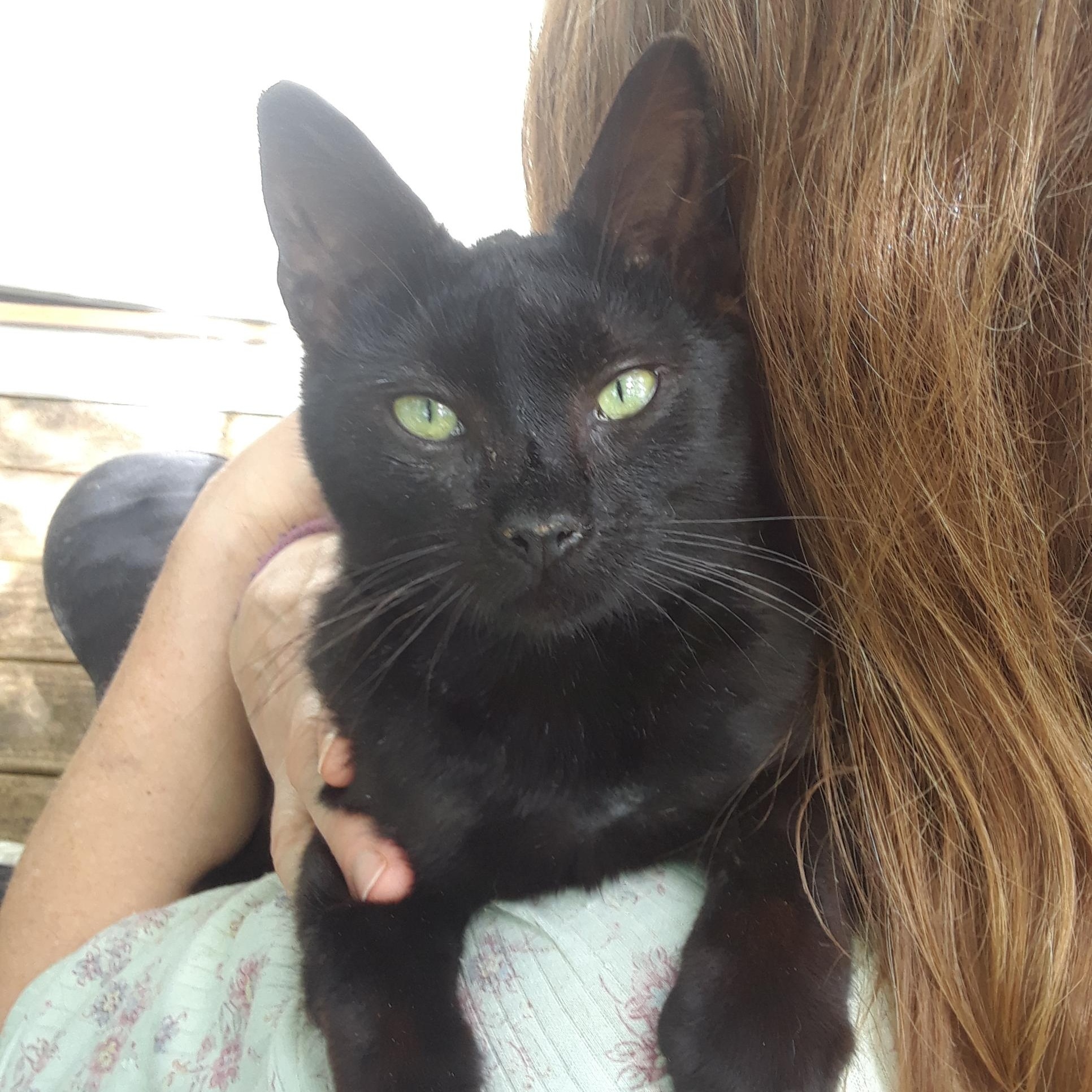 Enlarge Dunkin, a ADOPTABLE Domestic Short Hair in Millerton, PA image 2/6