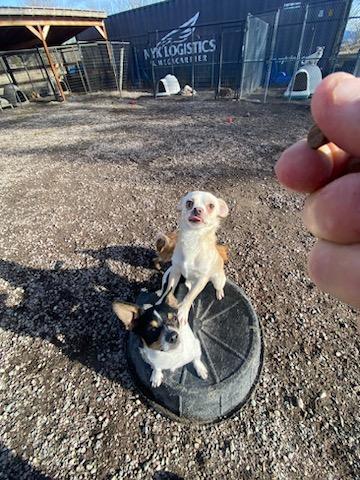 Enlarge King Arthur, a ADOPTABLE Chihuahua in Polson, MT image 2/5