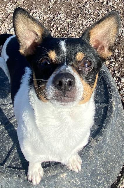Enlarge King Arthur, a ADOPTABLE Chihuahua in Polson, MT image 1/5