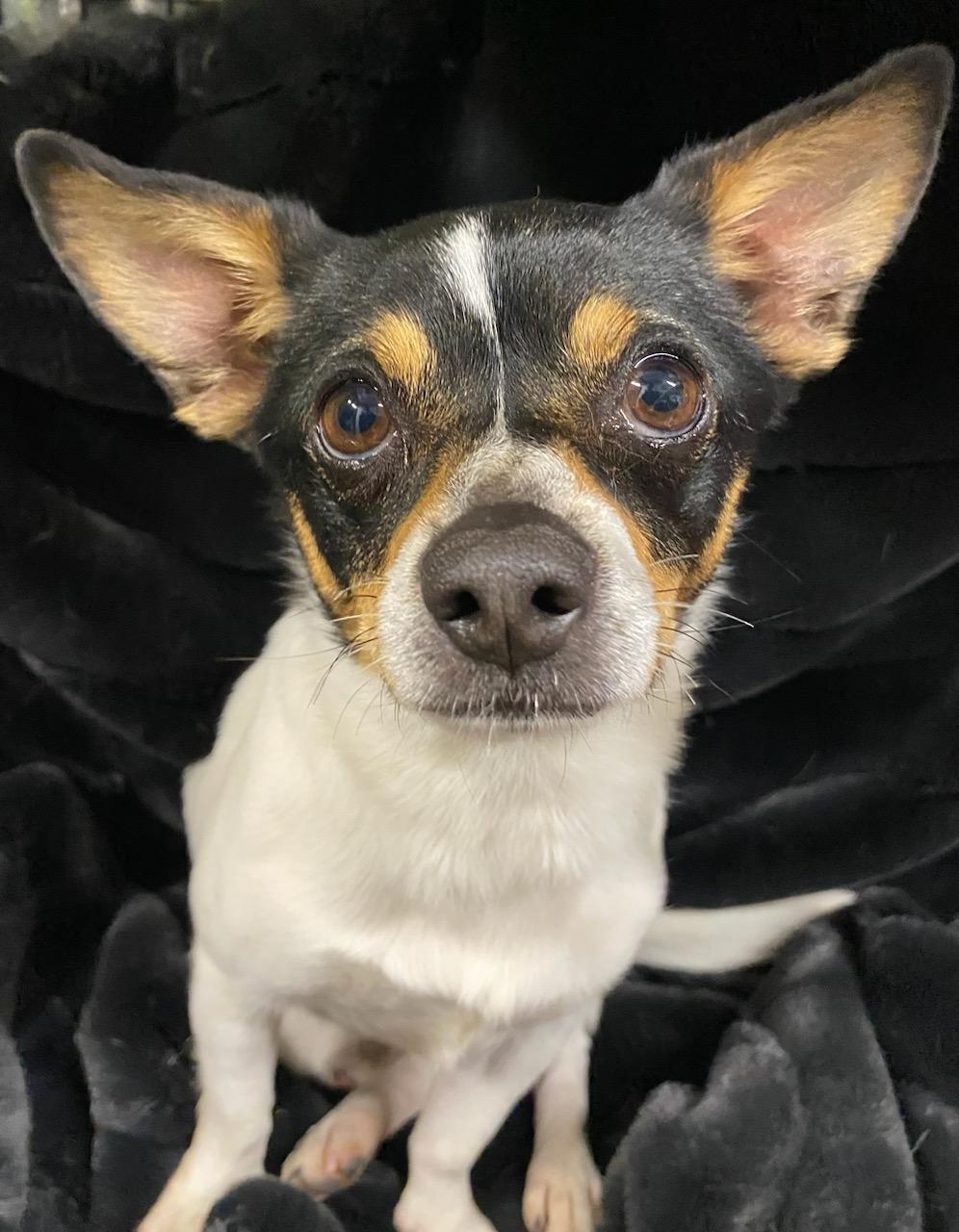 Enlarge King Arthur, a ADOPTABLE Chihuahua in Polson, MT image 3/6