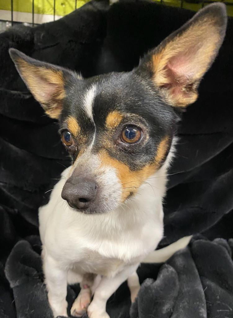 Enlarge King Arthur, a ADOPTABLE Chihuahua in Polson, MT image 2/6