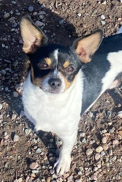 Enlarge King Arthur, a ADOPTABLE Chihuahua in Polson, MT image 3/5