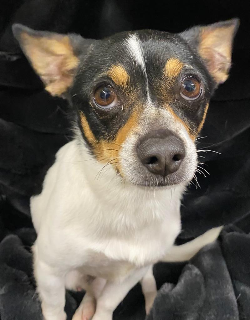 King Arthur, ADOPTABLE, Adult Male Chihuahua.