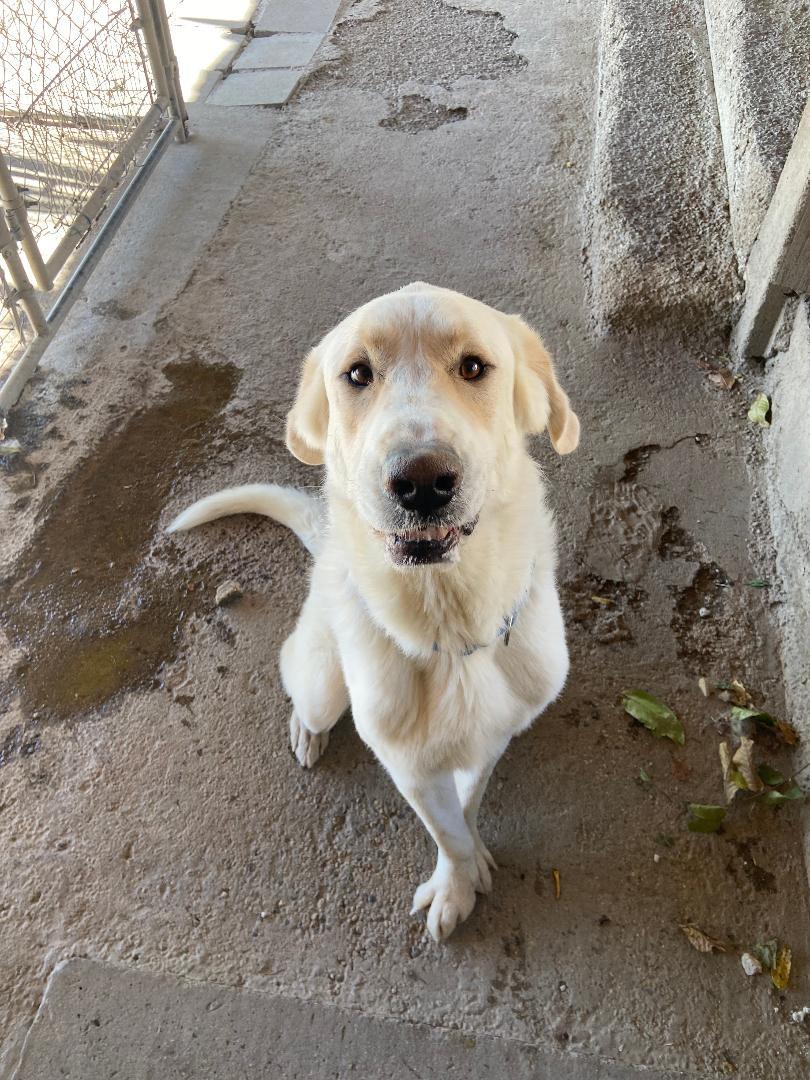 Rusty, a ADOPTABLE mixed breed in San Bernardino, CA image 2/2