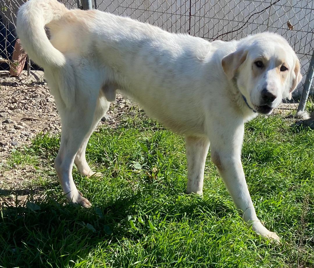 Rusty, ADOPTABLE, Adult Male Anatolian Shepherd.