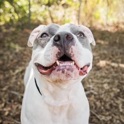 Queenie, a Adoptable mixed breed in Largo, FL image 1/3