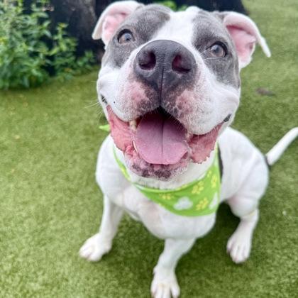 Queenie, Adoptable, Adult Female Mixed Breed & Mixed Breed.