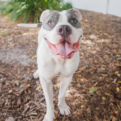 Queenie, a Adoptable mixed breed in Largo, FL image 2/3
