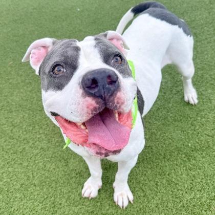 Queenie, a Adoptable mixed breed in Largo, FL image 2/3