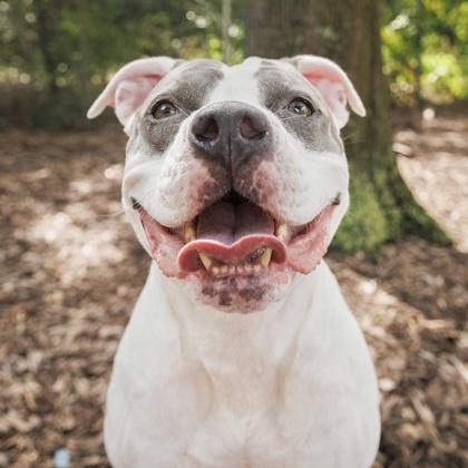 Queenie, a Adoptable mixed breed in Largo, FL image 3/3