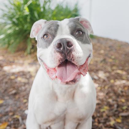 Queenie, a Adoptable mixed breed in Largo, FL image 3/3