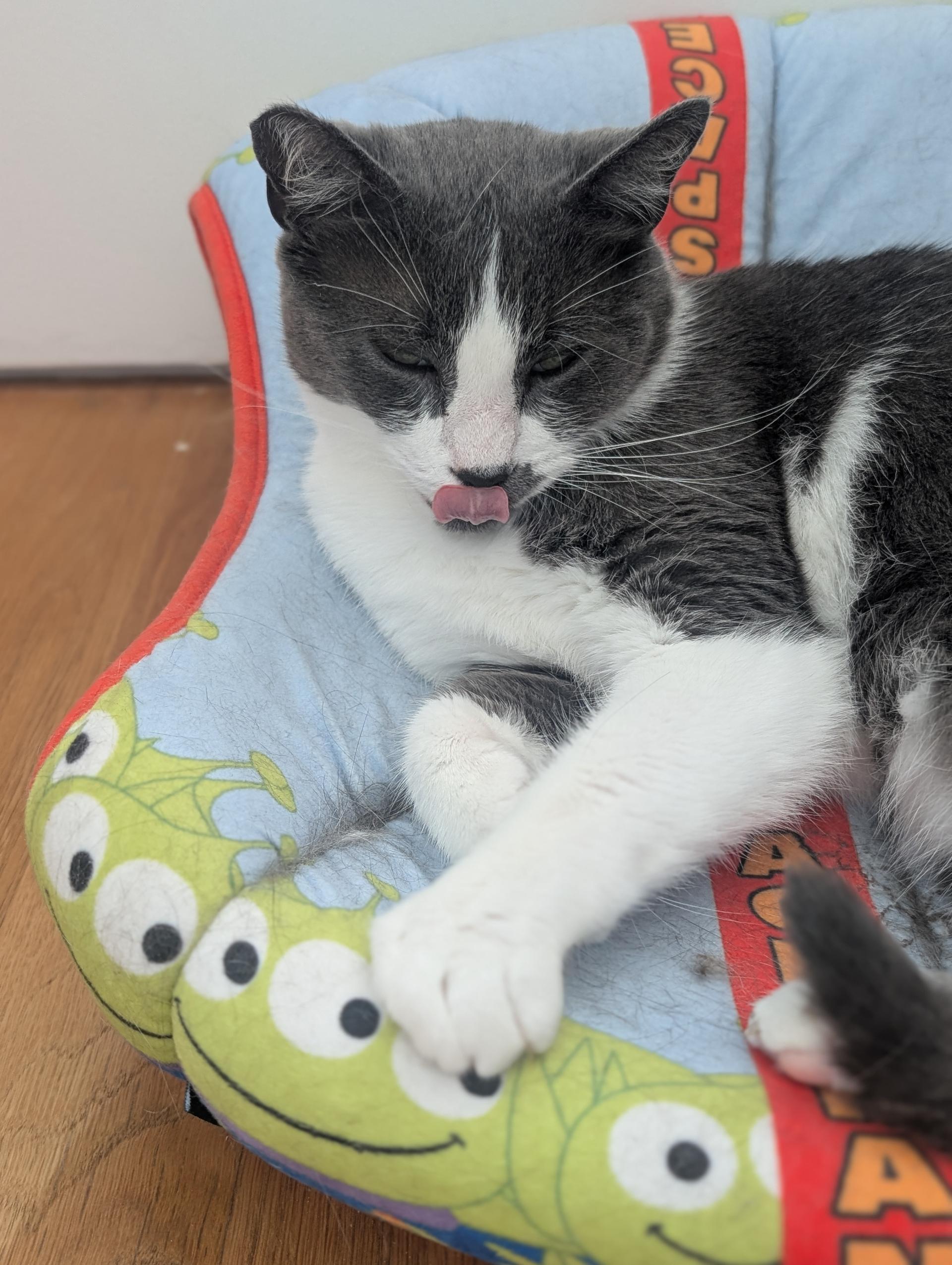 Tino, Adoptable, Adult Male Domestic Short Hair.