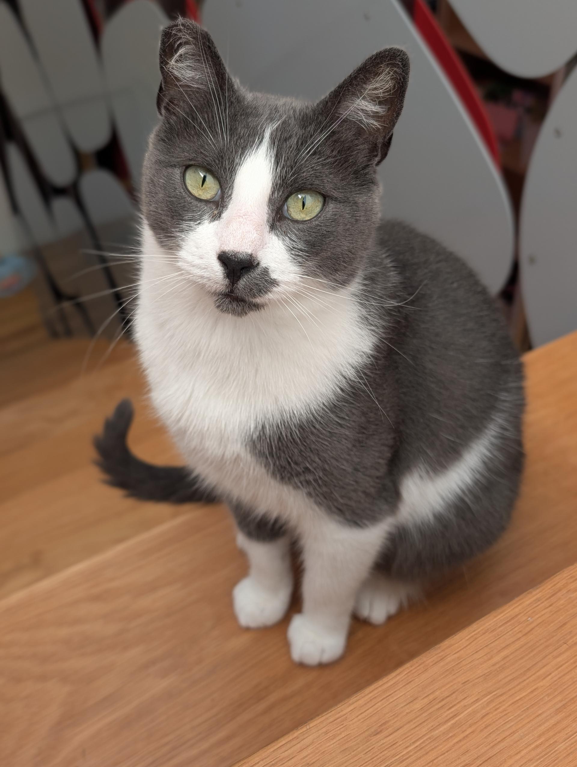 Tino, Adoptable, Adult Male Domestic Short Hair.