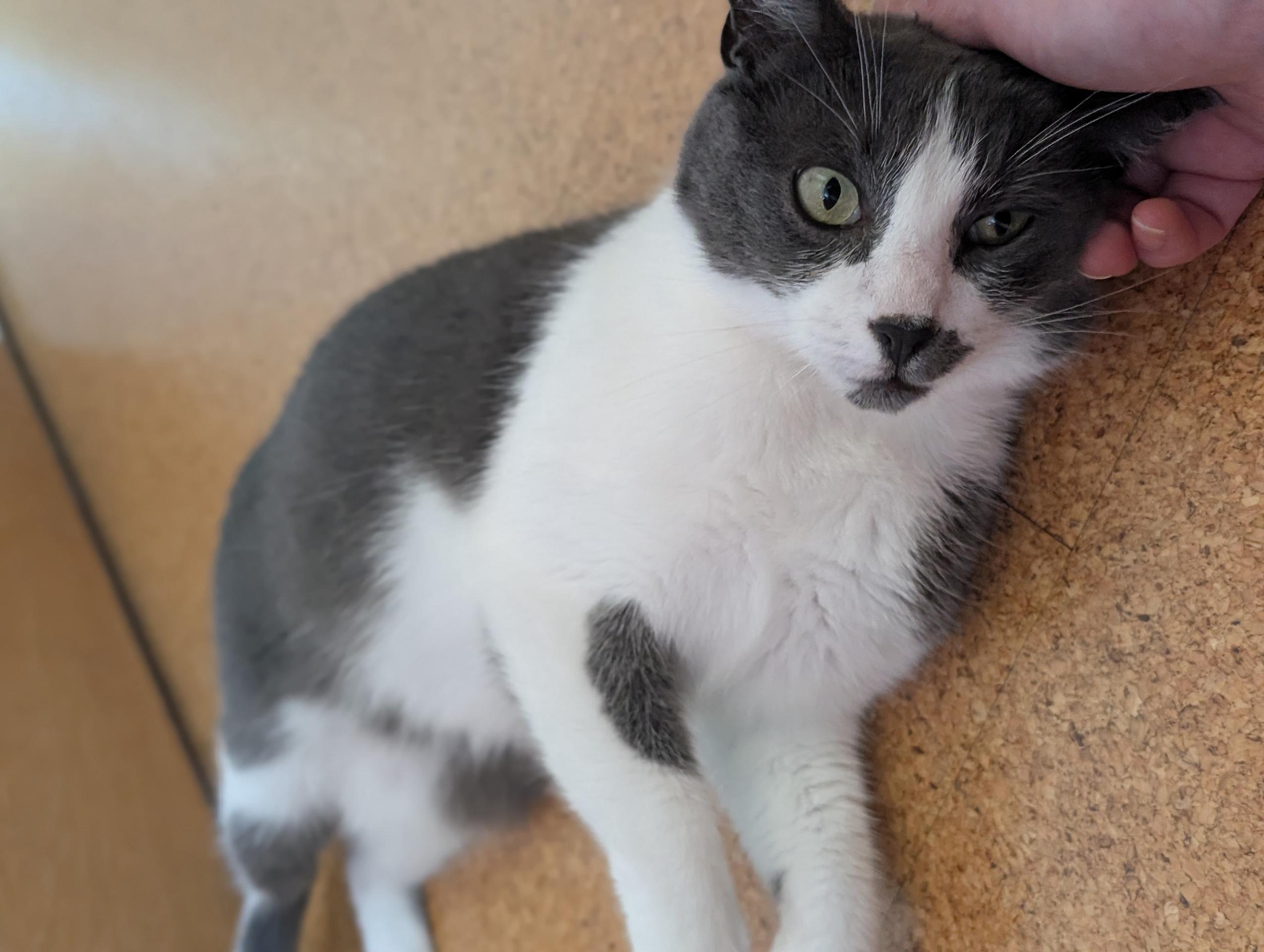 Tino, a Adoptable Domestic Short Hair in Sherman Oaks, CA image 4/5