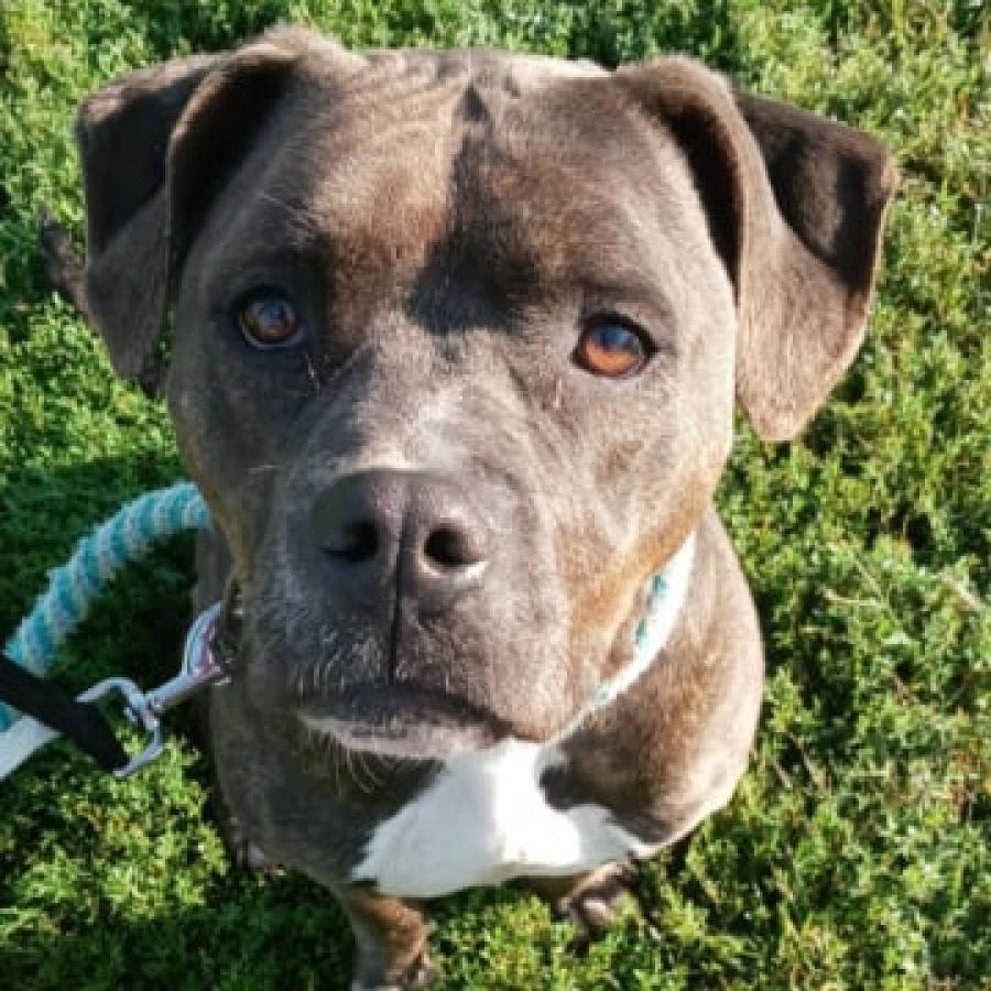 The Queen, Adoptable, Senior Female Mixed Breed.
