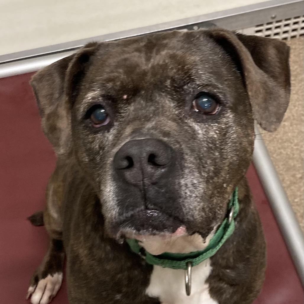 Enlarge The Queen, a Adoptable Mixed Breed in Ballston Spa, NY image 2/6