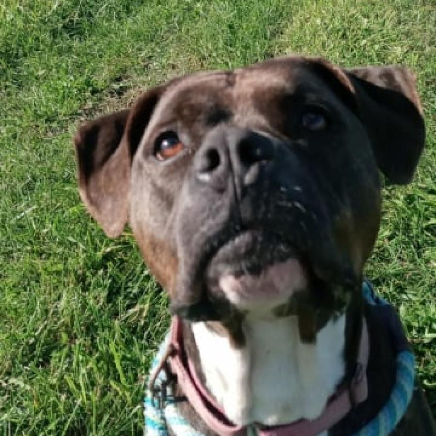 Enlarge The Queen, a Adoptable Mixed Breed in Ballston Spa, NY image 3/6