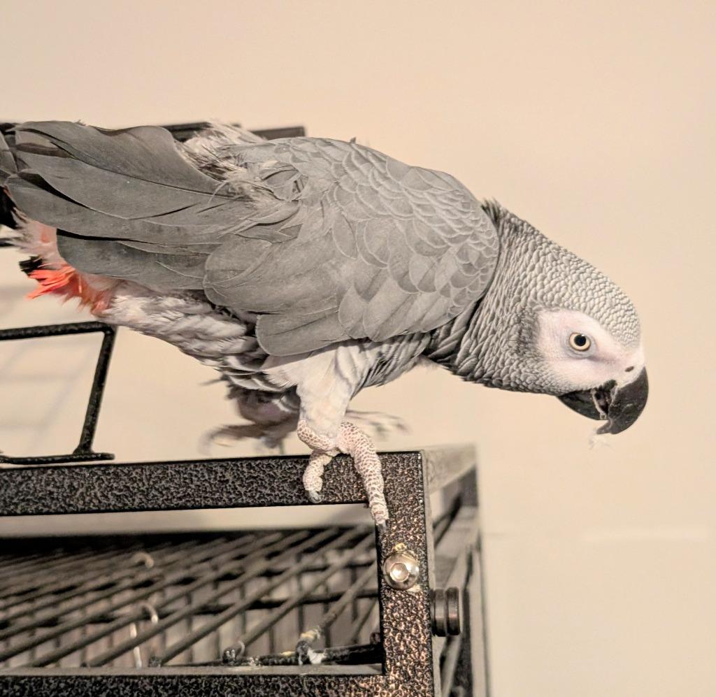 Ricco, a Adoptable African Grey in Ballwin, MO image 1/4