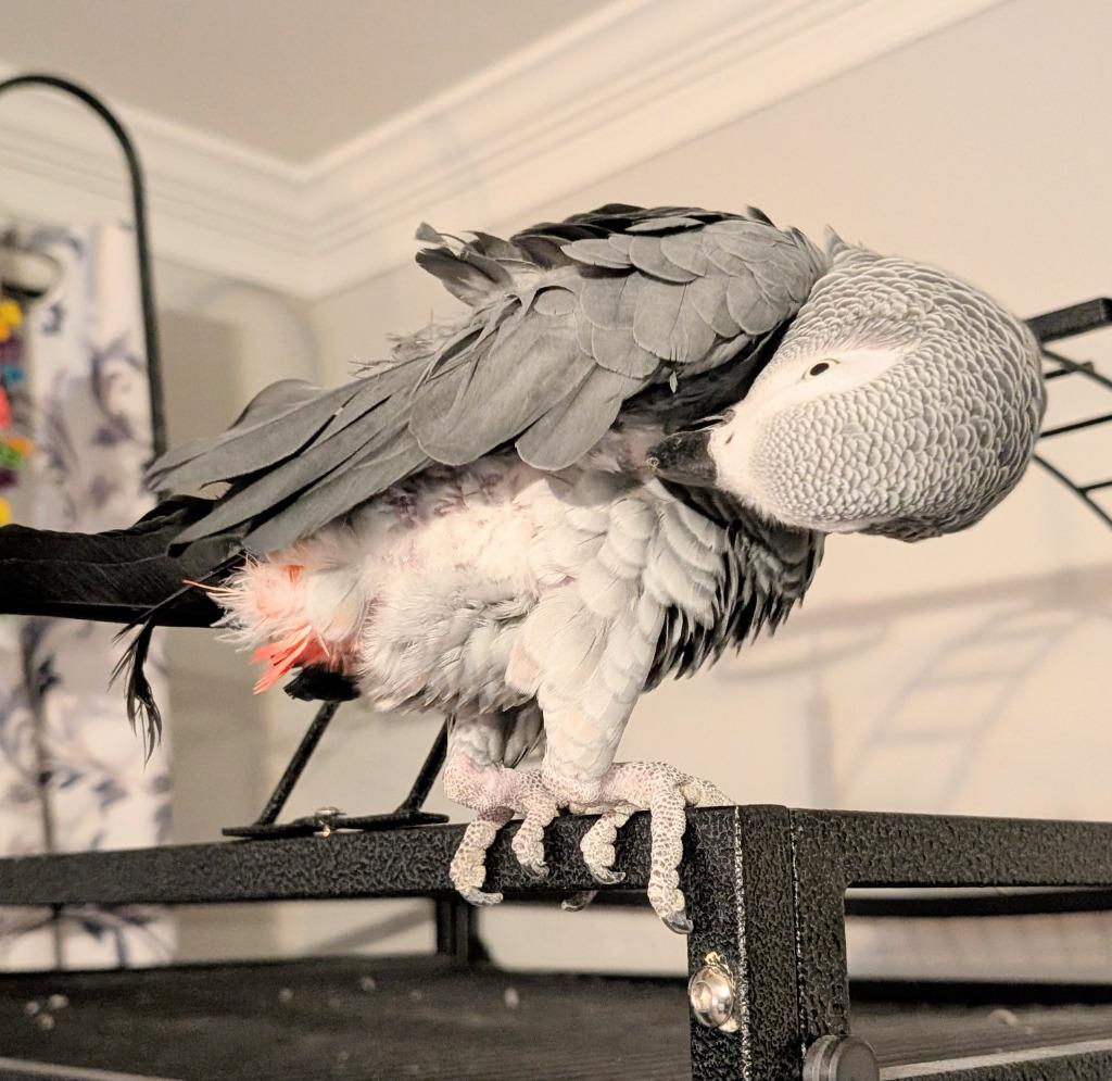 Ricco, a Adoptable African Grey in Ballwin, MO image 2/4