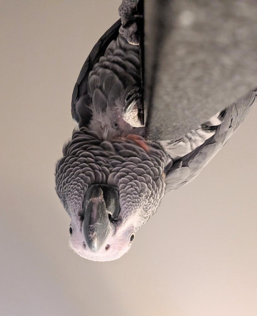Ricco, a Adoptable African Grey in Ballwin, MO image 3/4