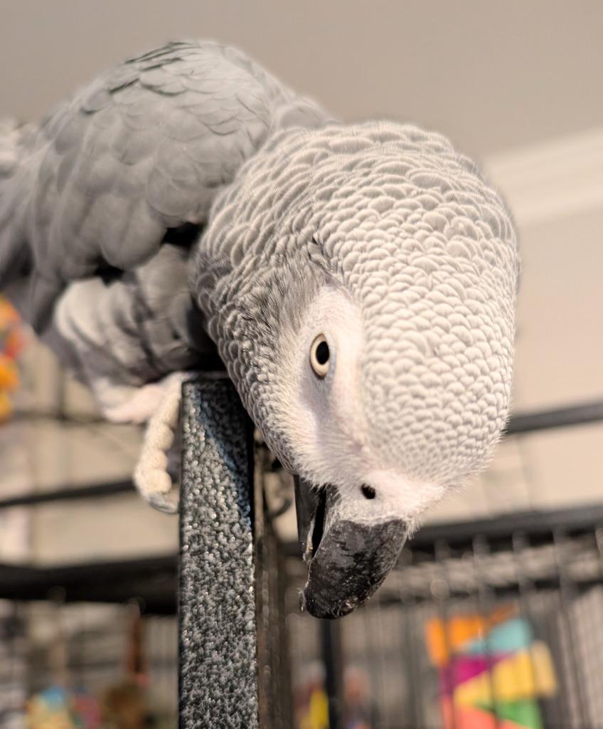 Ricco, a Adoptable African Grey in Ballwin, MO image 4/4