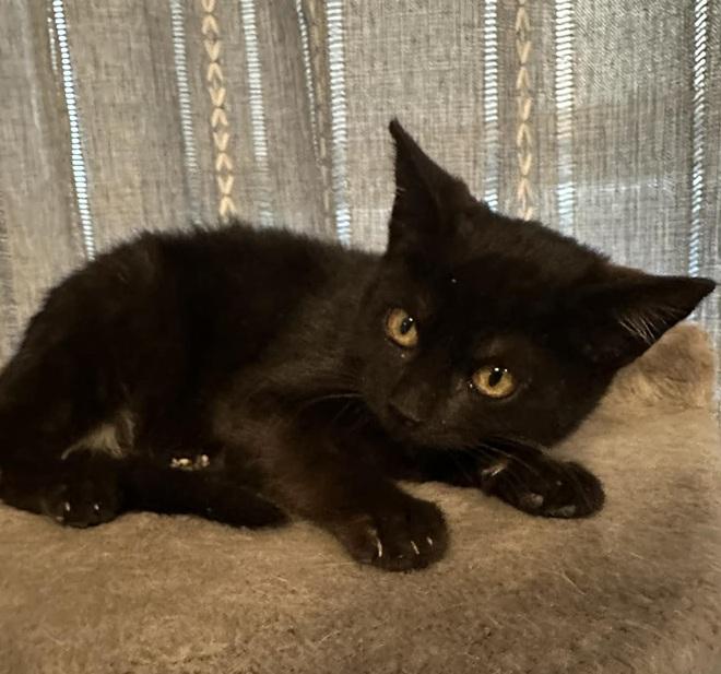 Enlarge Jake, a ADOPTABLE Bombay in Waxahachie, TX image 2/2