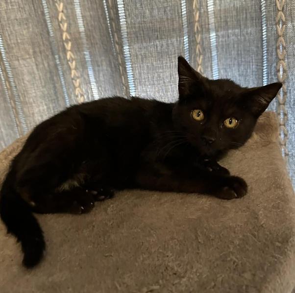 Jake, ADOPTABLE, Kitten Male Bombay.