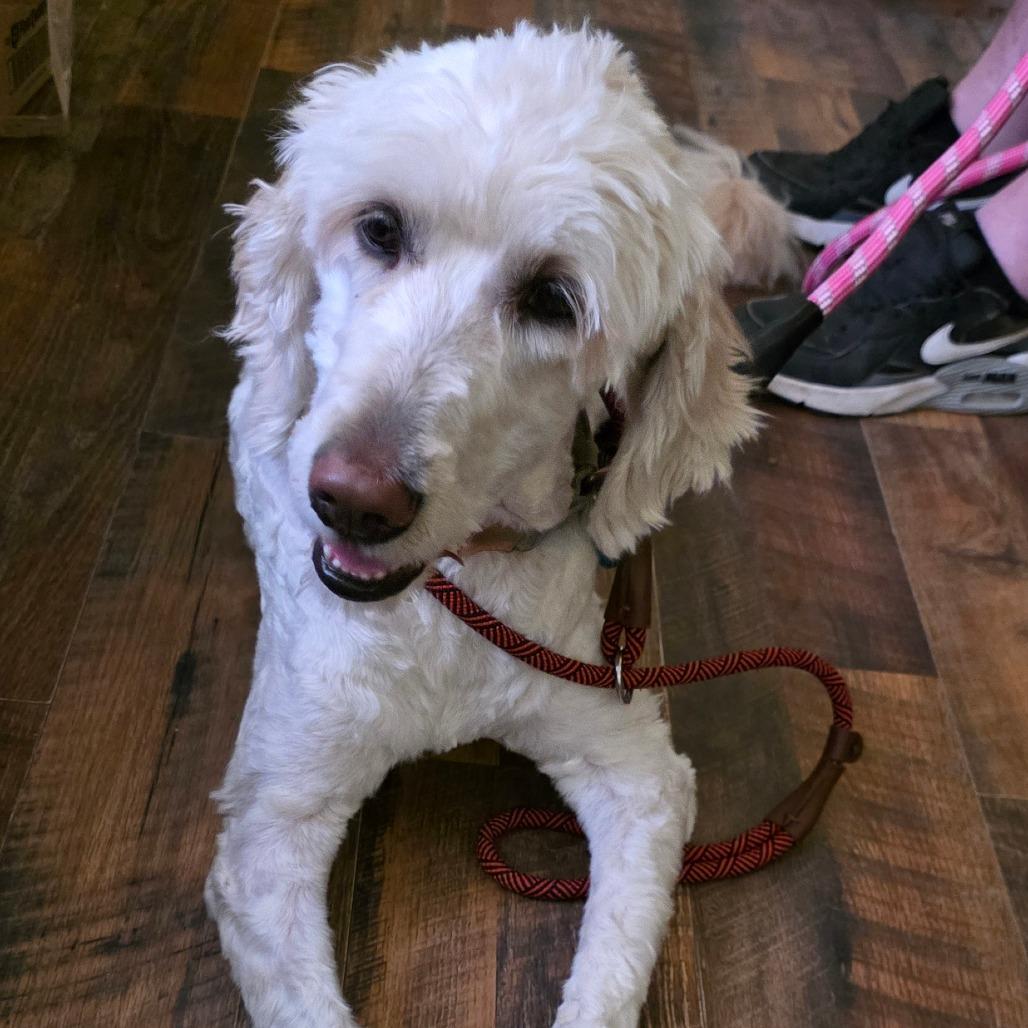 Snow, Adoptable, Adult Female Golden Retriever & Standard Poodle.