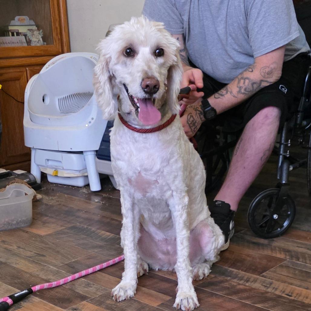 Enlarge Snow, a Adoptable mixed breed in Goltry, OK image 2/6