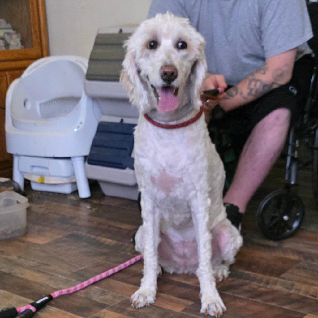 Enlarge Snow, a Adoptable mixed breed in Goltry, OK image 3/6