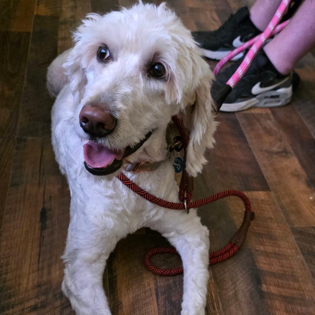 Enlarge Snow, a Adoptable mixed breed in Goltry, OK image 4/6