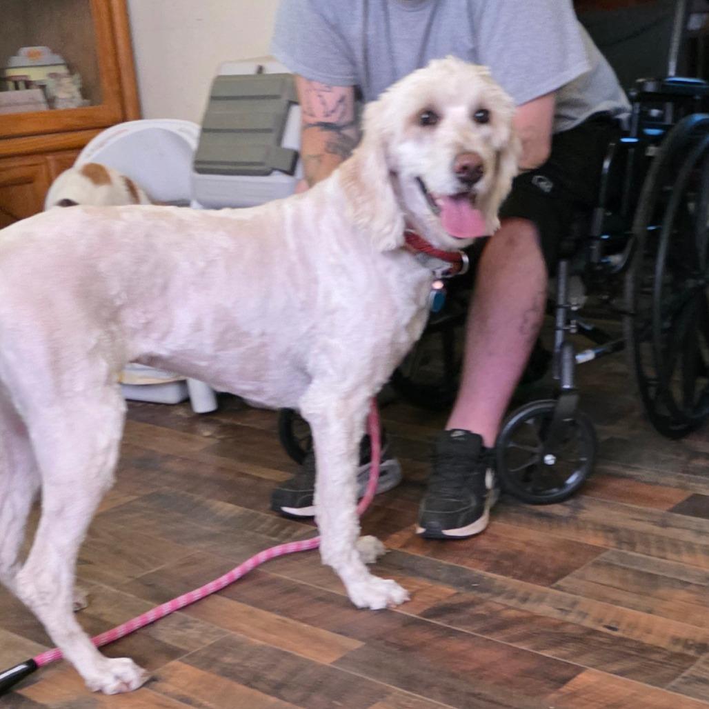 Enlarge Snow, a Adoptable mixed breed in Goltry, OK image 5/6