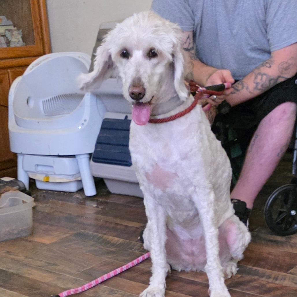 Enlarge Snow, a Adoptable mixed breed in Goltry, OK image 6/6