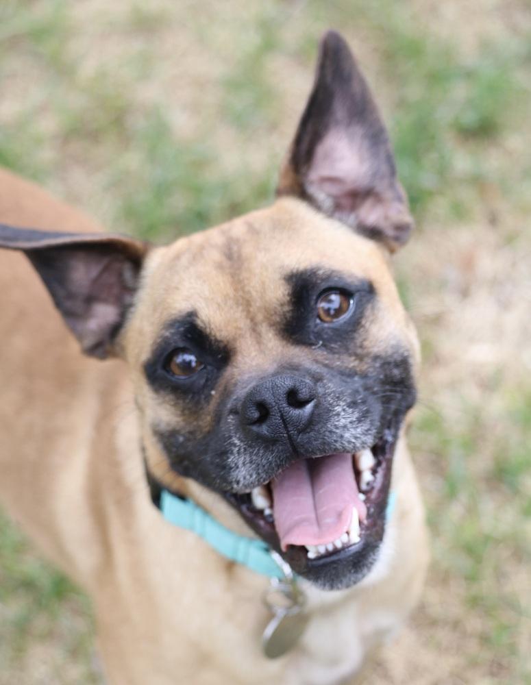 Mustard, Adoptable, Young Male Pug.