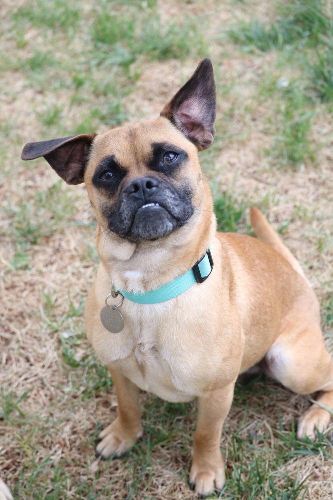 Enlarge Mustard, a Adoptable mixed breed in Denver, CO image 2/5