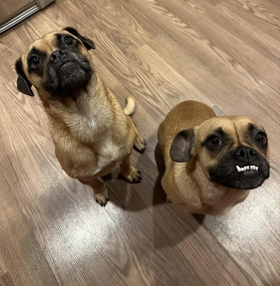 Mustard, Adoptable, Young Male Pug.