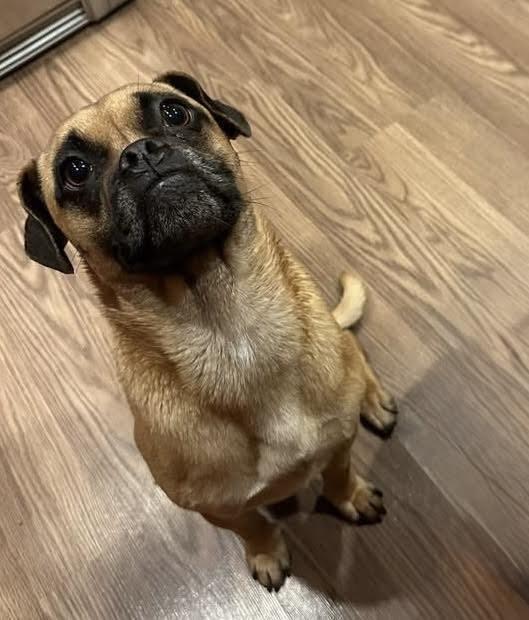 Enlarge Mustard, a Adoptable mixed breed in Denver, CO image 2/3