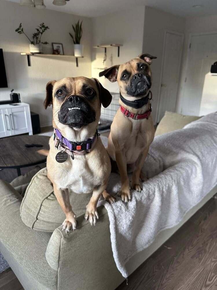 Enlarge Mustard, a Adoptable mixed breed in Denver, CO image 3/3